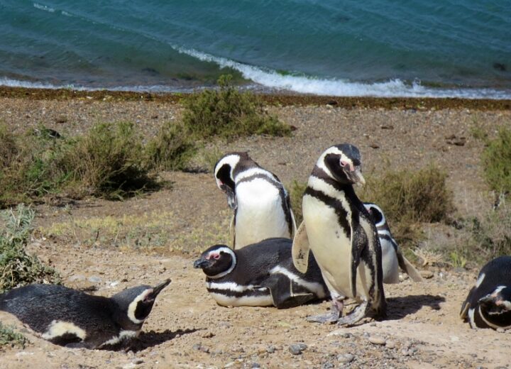 Puerto Madryn y Península Valdés – 18 de Noviembre