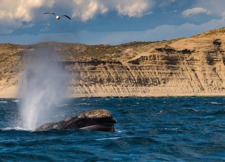 Puerto Madryn y Península Valdés – 18 de Noviembre